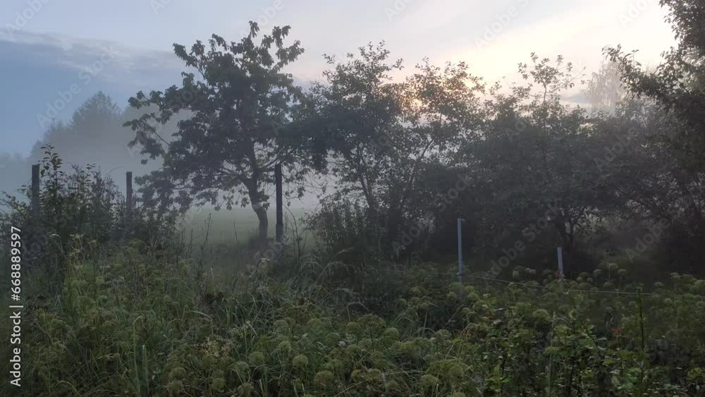 Trees in a fog. Summer evening in the countryside. Trees in a fog. Summer evening in the countryside.