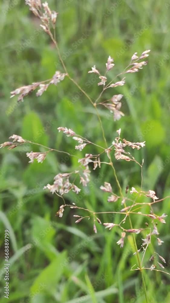 Deschampsia cespitosa wild plant grow in fields and meadows. Deschampsia cespitosa wild plant grow in fields and meadows.
