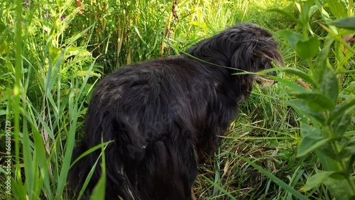 Wallpaper Mural Domestic black dog walks in the park in a warm summer day. Torontodigital.ca