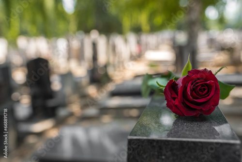 Red rose flower on a grave in a cemetery