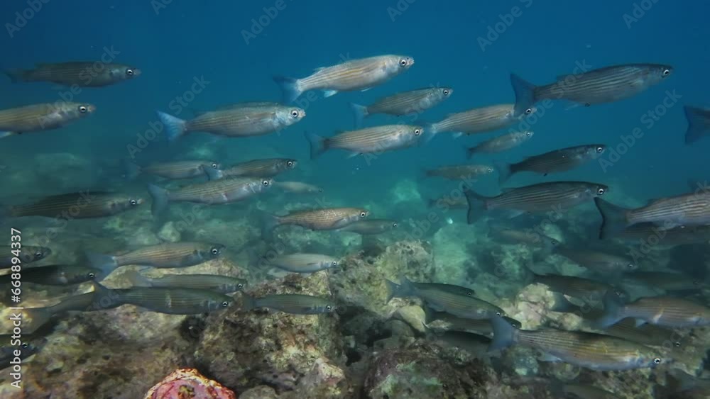 School of mullet fish underwater in the Mediterranean sea, 4k School of mullet fish underwater in the Mediterranean sea, 4k
