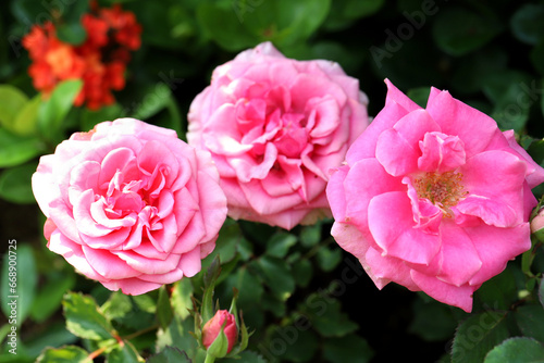 pink rose flowers © Andi
