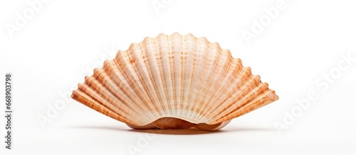 Vacation memento lone seashell on blank surface