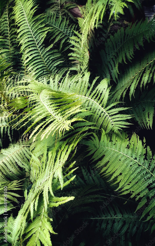 Green fern leaves with dark background