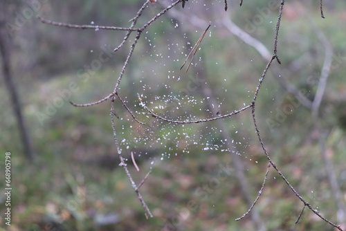 Snow in spider web