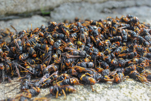 asian hornets found dead on a stone