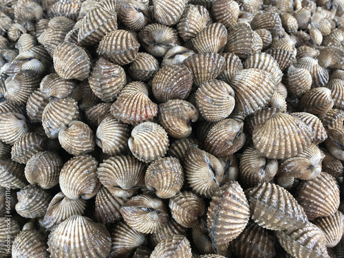 fresh Cockle in the market