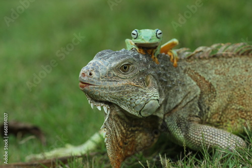 iguana, frog, an iguana and a cute frog on top of his head