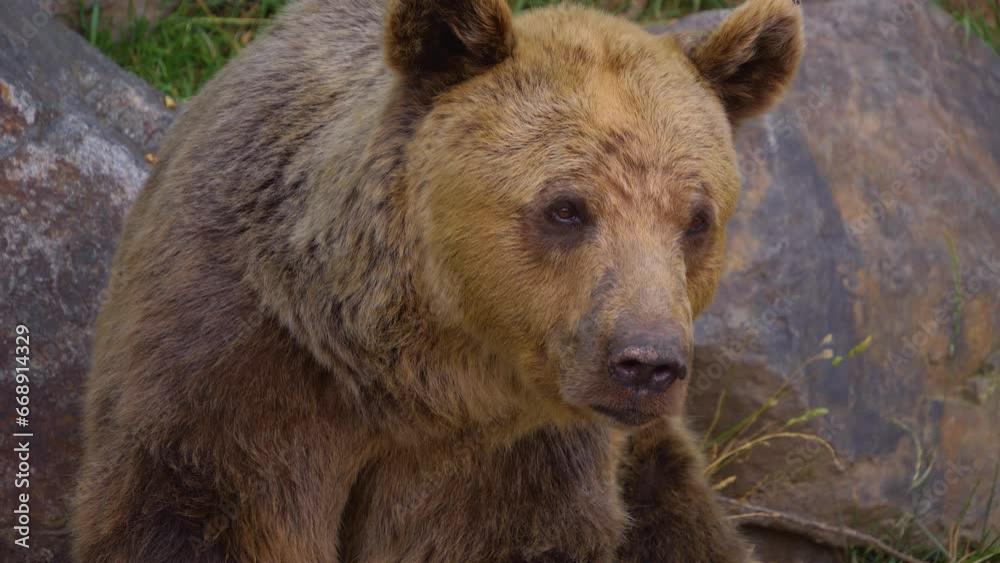 Close up of brown bear sitting on a rock and wiggling his nose. Close up of brown bear sitting on a rock and wiggling his nose.