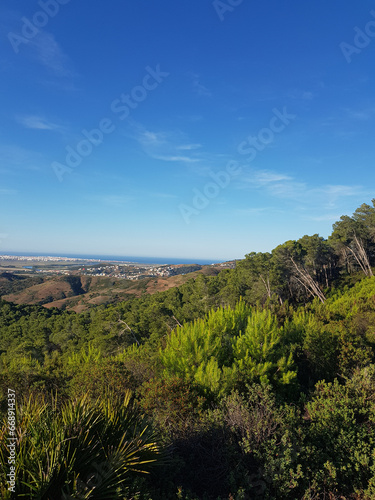 Pine Forests in a Magical Landscape