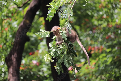 Baby monkey hiding in leaves