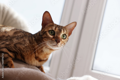 Cute Bengal cat lying on windowsill at home, space for text. Adorable pet