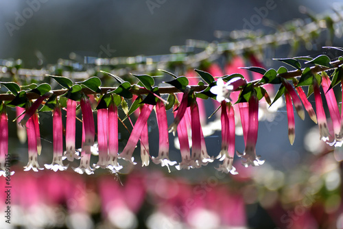 Pink flowers of the common heath Epacris