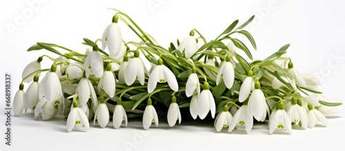 Snowdrop flowers with their abundance in gardens are the most popular and earliest blooming spring bulbs photo