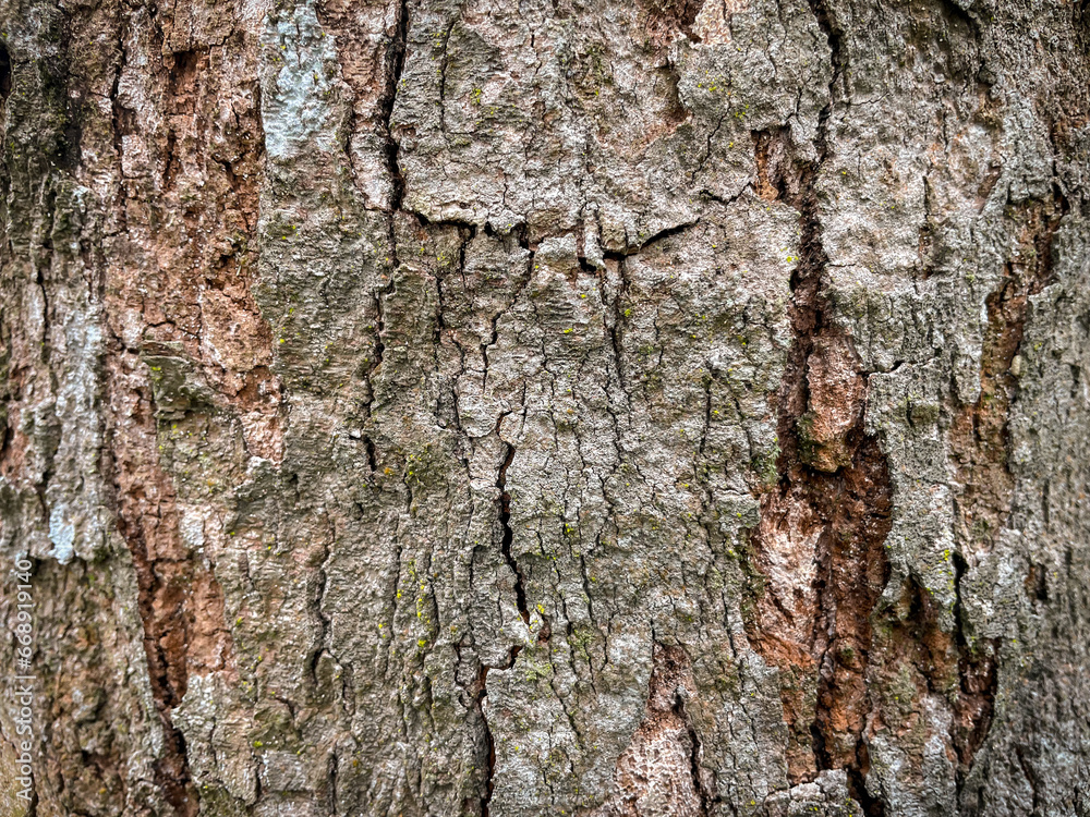 Tree bark texture, Tree trunk, Rough bark, Wood plank texture for texture background wood work Tree bark texture, Tree trunk, Rough bark, Wood plank texture for texture background wood work