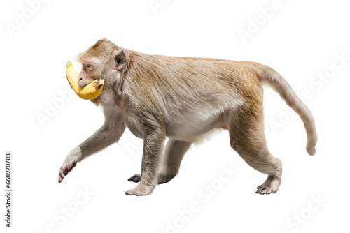 Side view, macaca or monkey brown is holds banana fruit food in mouth and eat. It is walking with hungry, cute, funny and happy. Isolated on white background with clipping path and transparent photo