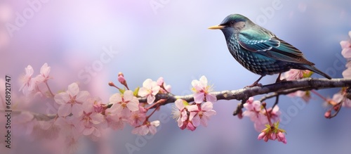 Spring starling © AkuAku