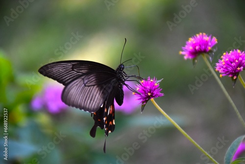 Butterfly Purple