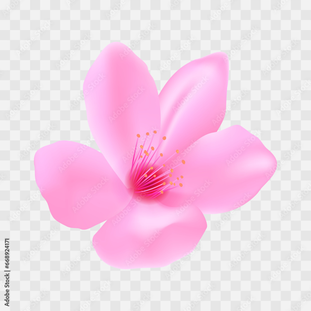 Vector realistic cherry blossoms on tranparent background