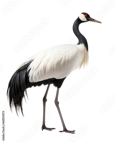 A graceful crane with a long black neck, striking red eyes, and pristine white feathers stands elegantly against a black background, displaying its elongated legs and delicate plumage. © krit