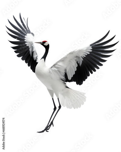 This is a photo-realistic image of a crane bird with its wings spread wide. The bird is standing on one leg with its head turned to the side. It has a black body and neck, and white wings.