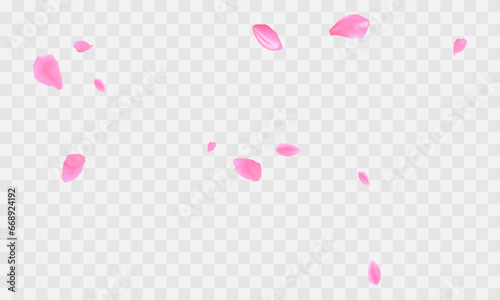 Vector realistic sakura flower petals background
