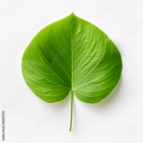 Tropical green leaves on white background.