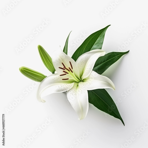 White Lilies flowers isolated on a white background, Wall decoration photos, Generative AI.  © Sunshinemeee