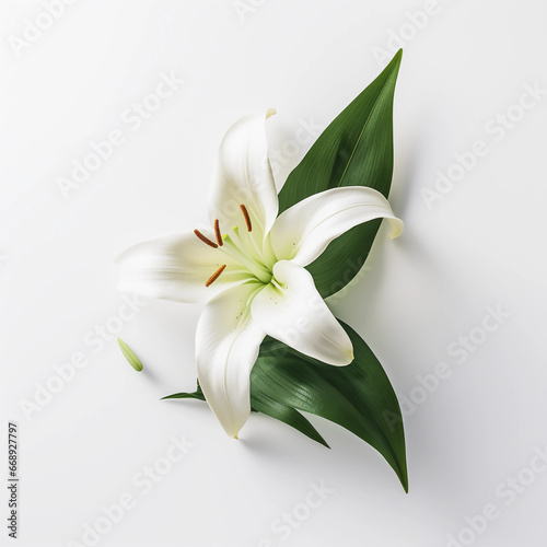 White Lilies flowers isolated on a white background  Wall decoration photos  Generative AI. 