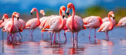 American flamingos in water at Los Flamingos Nature Reserve in Columbia