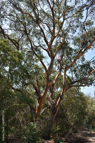 Unique texture of tree trunk in Australian bush