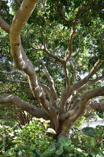 establish magnificent tree in the park
