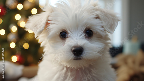 Cute small white puppy