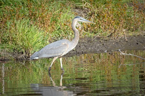 Heron in a pond in Idaho.