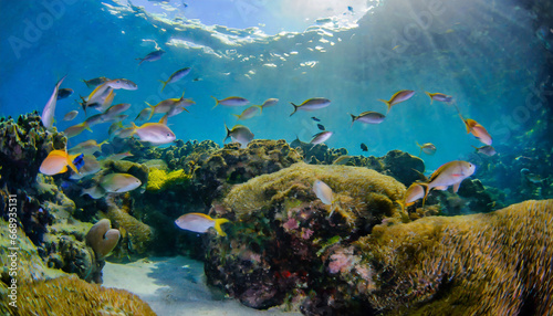 underwater view with school of colorful fish