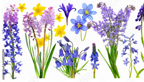 wild flowers set isolated on a white background lavender bluebell and forget me not snowdrops primroses photo