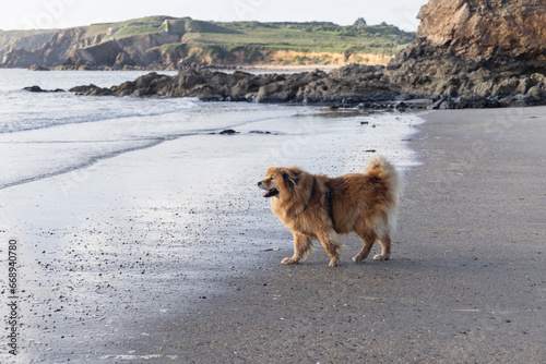 cute elo dog at a beach at a rock cliff coast