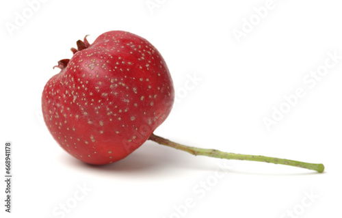 Hawthorn berry on white background.