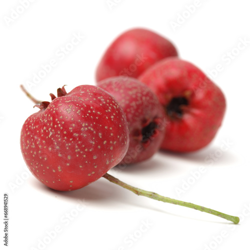 Hawthorn berry on white background.