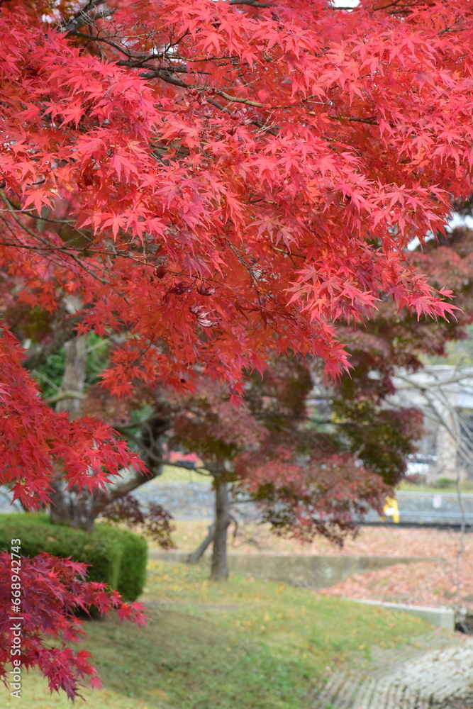 Naklejka premium 紅葉