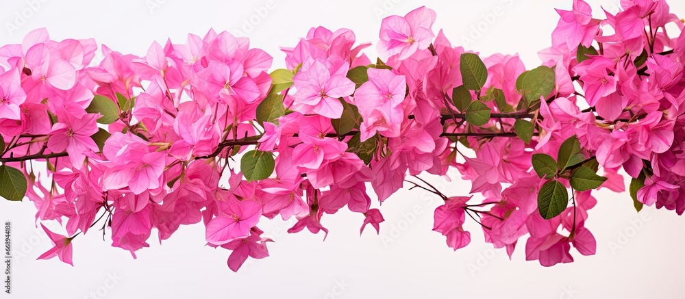 Pink Bougainvillea flower in the garden up close