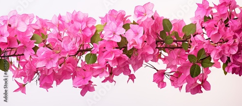 Pink Bougainvillea flower in the garden up close photo