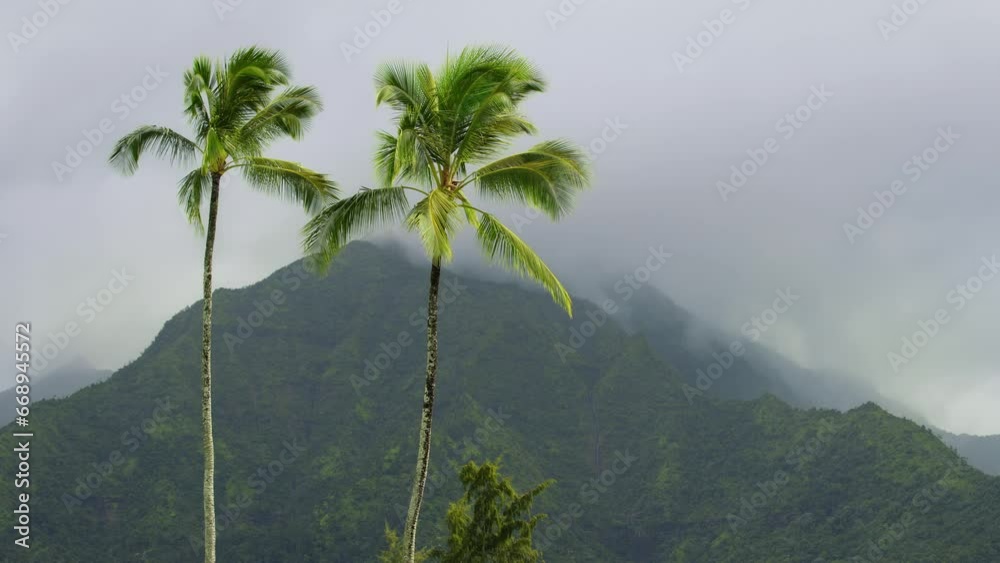 Palm Trees On Rainy Day In Hawaii Palm Trees On Rainy Day In Hawaii