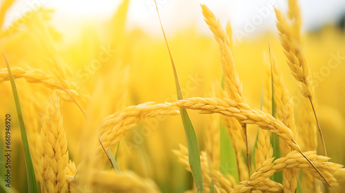 Yellow rice fields lanscape background  golden wheat field in summer