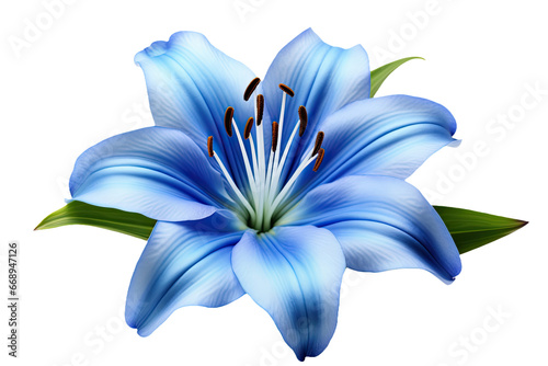Fresh tropical blue lily flower head isolated on white background photo