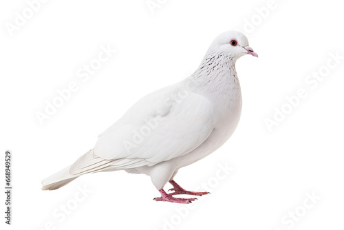 White pigeon isolated on white