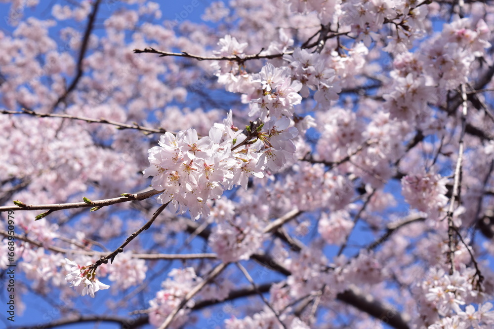 cherry blossom