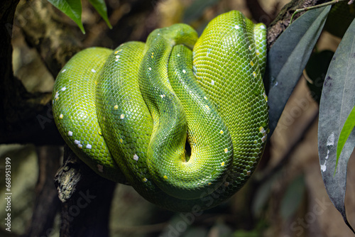 The green tree python - morelia viridis is coiled on a branch