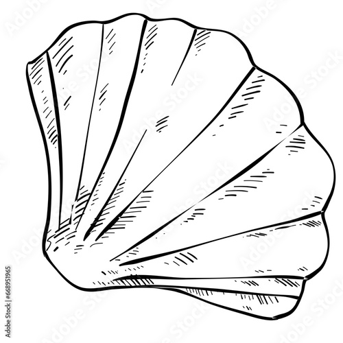 shell handdrawn 