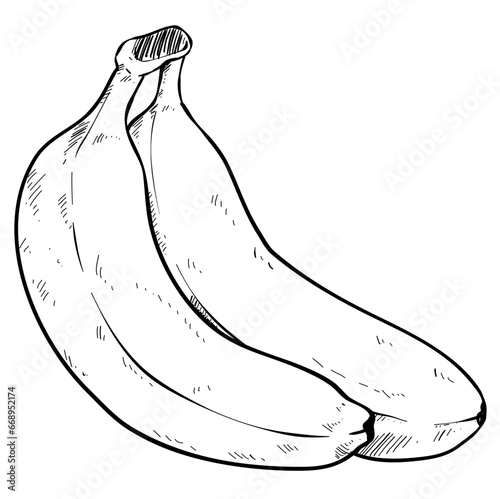 banana fruit handdrawn 